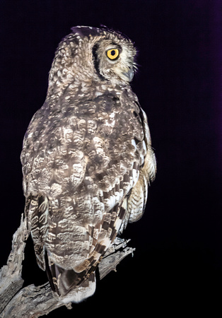 Spotted Eagle Owl  (Bubo africanus)