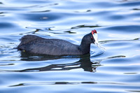 Red-knobbed Coot (Fulica cristata)