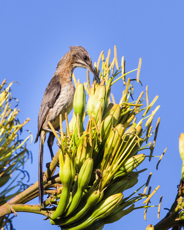 Cape Sugarbird (Promerops cafer) – female