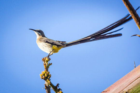 Cape Sugarbird (Promerops cafer) – male