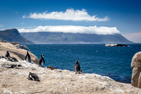 African Penguin view from Boulders Beach towards Fish Hoek