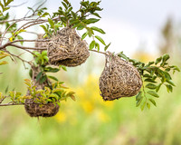 Masked Weaver nests