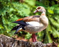 Egyptian Goose (Alopochen aegypticus)