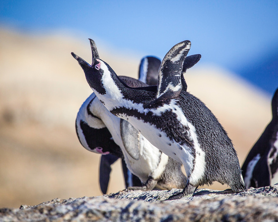 African Penguin braying.