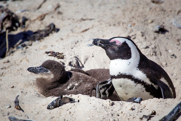 African Penguin - mom and chicks