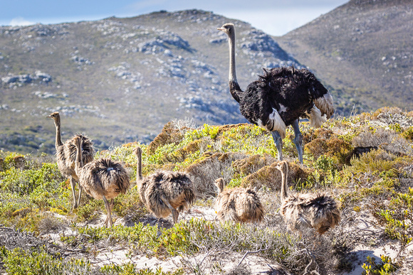 Male Ostrich and chicks