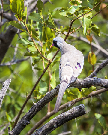 Namaqua dove (Oena capensis)