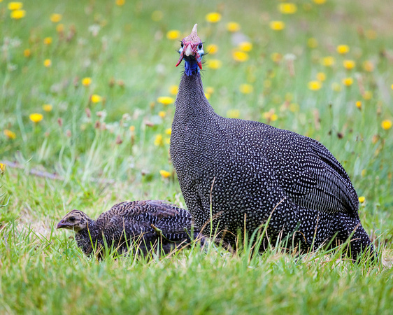 Helmeted guineafowl  - mother and chick