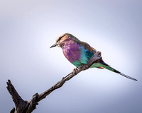 Birds of South Africa