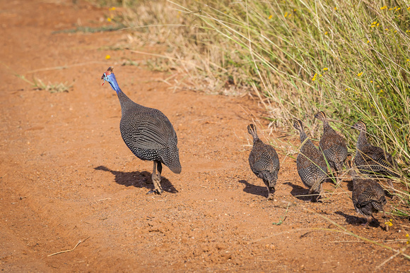 Helmeted guineafowl - mother and chicks