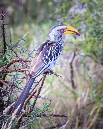Southern Yellow-billed Hornbill (Tockus leucomelas)