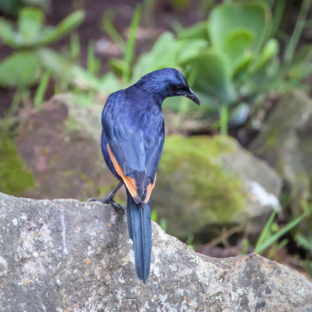 Red Winged Starling (Onychognathus morio)